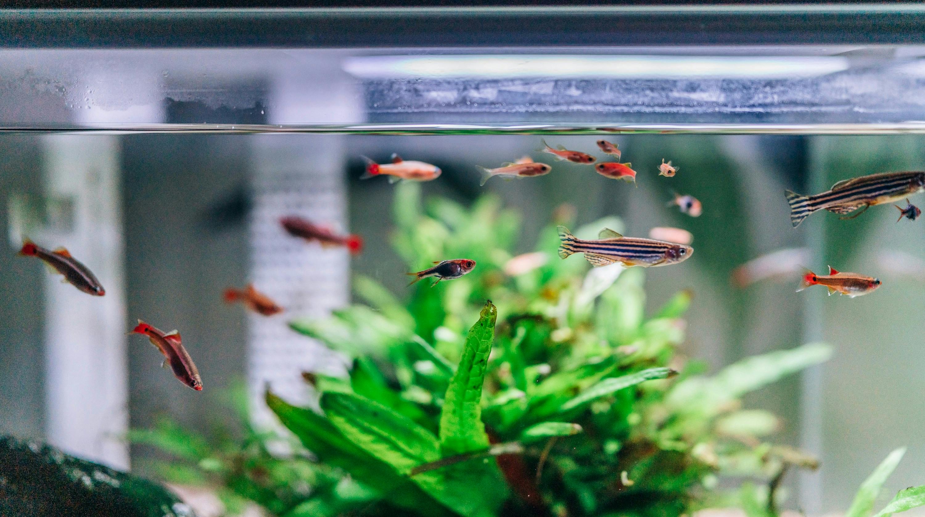 Comment déménager un aquarium avec précaution ?